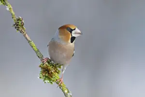 Grown: Hawfinch (Coccothraustes coccothraustes), male