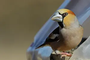 Coccothraustes: Hawfinch (Coccothraustes coccothraustes), male
