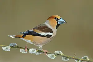 Goat: Hawfinch (Coccothraustes coccothraustes), male