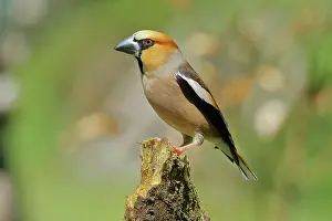 Finch: Hawfinch (Coccothraustes coccothraustes), male