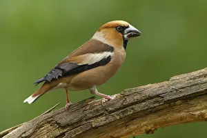 Finch: Hawfinch (Coccothraustes coccothraustes) male