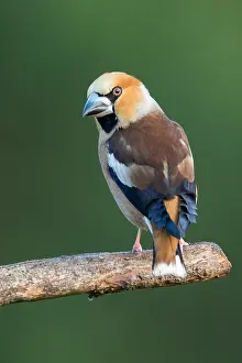 Coccothraustes: Hawfinch (Coccothraustes coccothraustes) male p