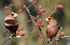 Grosbeak: Hawfinch (Coccothraustes coccothraustes) males on