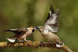Finch: Hawfinch (Coccothraustes coccothraustes) males wrangling