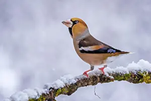 Coccothraustes: Hawfinch (Coccothraustes coccothraustes), Middle