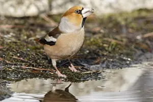 050618: Hawfinch (Coccothraustes coccothraustes), perched