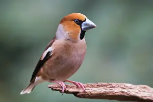 Coccothraustes: Hawfinch (Coccothraustes coccothraustes) sits on