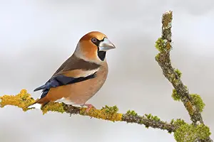 Coccothraustes: Hawfinch (Coccothraustes coccothraustes) sitting