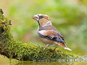 Root: Hawfinch (Coccothraustes coccothraustes), sitting