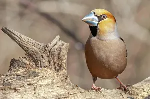 Coccothraustes: Hawfinch (Coccothraustes coccothraustes) sitting