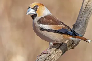 Finch: Hawfinch (Coccothraustes coccothraustes) sitting