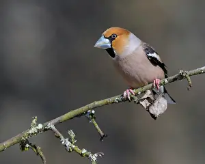 Splendid: Hawfinch (Coccothraustes coccothraustes), in a splendid
