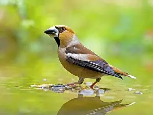 Finch: Hawfinch (Coccothraustes coccothraustes) standing