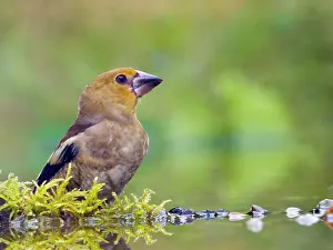 Finch: Hawfinch (Coccothraustes coccothraustes) standing