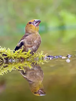 Finch: Hawfinch (Coccothraustes coccothraustes) standing