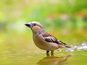 Flat: Hawfinch (Coccothraustes coccothraustes) standing