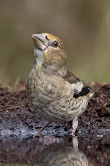 Coccothraustes: Hawfinch (Coccothraustes coccothraustes) young