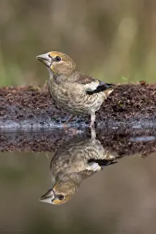 Coccothraustes: Hawfinch (Coccothraustes coccothraustes) young