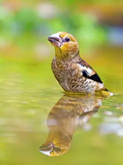 Finch: Hawfinch (Coccothraustes coccothraustes), young