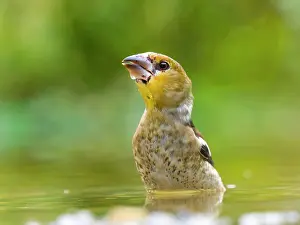 Finch: Hawfinch (Coccothraustes coccothraustes), young