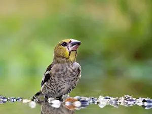 Finch: Hawfinch (Coccothraustes coccothraustes), young