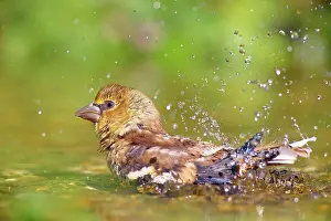 Coccothraustes: Hawfinch (Coccothraustes coccothraustes) Young bird