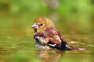 Coccothraustes: Hawfinch (Coccothraustes coccothraustes) Young bird