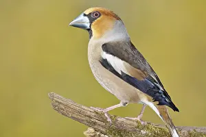 Branches: Hawfinch (Coccothraustes coccothrautes)