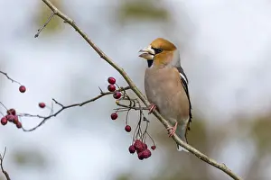 Hawfinches: Hawfinch - Cornwall - UK