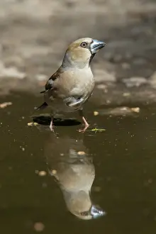 Mirrored: Hawfinch - drinking female mirrored in water - Germany