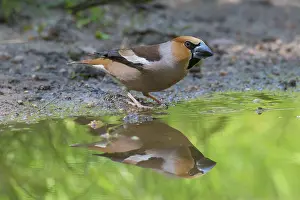 Mirrored: Hawfinch - drinking male mirrored in water - Germany