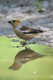 Mirrored: Hawfinch - drinking male mirrored in water - Germany