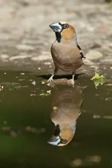Mirrored: Hawfinch - drinking male mirrored in water - Germany