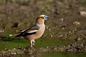Puddles: Hawfinch - drinking from a puddle on a track way