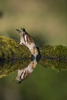 Hawfinches: Hawfinch - Female - Cornwall - UK