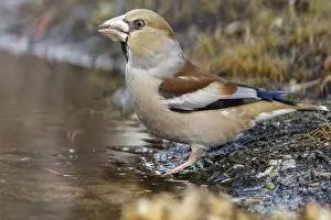 050618: Hawfinch - female drinking - Castilla Leon, Spain