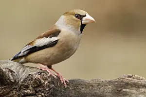 050618: Hawfinch - female perched - Castilla Leon, Spain