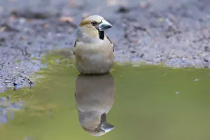 Coccothraustes: Hawfinch female water