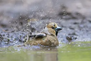 Coccothraustes: Hawfinch female water