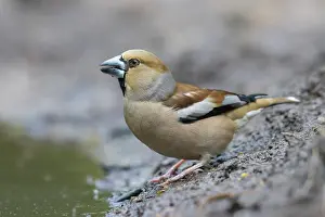 Coccothraustes: Hawfinch female water