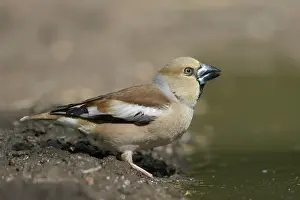 Coccothraustes: Hawfinch female water