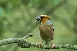 Hawfinch: HAWFINCH - Food In Beak