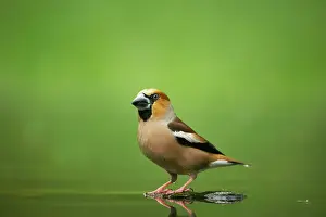 Hawfinches: Hawfinch - At forest pool