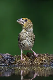 Hawfinch: Hawfinch - Juvenile - At Pool - Hungary