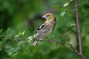 Hawfinches: Hawfinch - juvenile sitting on branch