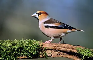 Hawfinches: HAWFINCH - Male