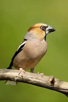 Station: Hawfinch male