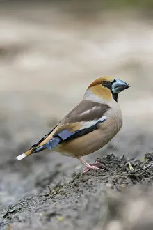 Coccothraustes: Hawfinch male