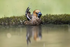 Hawfinches: Hawfinch - Male - Bathing - Cornwall - UK