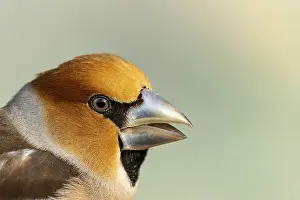 Finch: Hawfinch male (Coccothraustes coccothraustes)